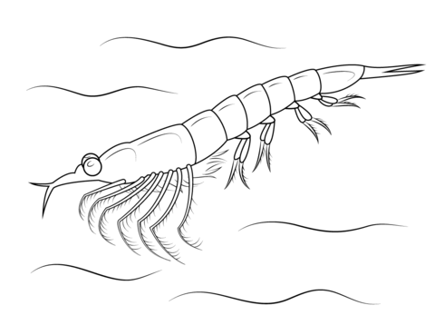 Northern Krill Coloring Page